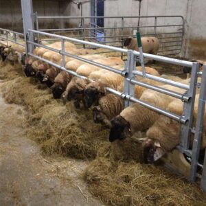 Sheep-feed-barrier